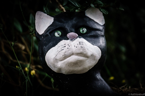 Catman